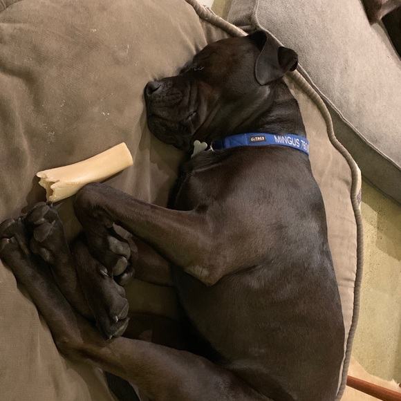 Meet your Posher, Annie - Picture 1 of 1